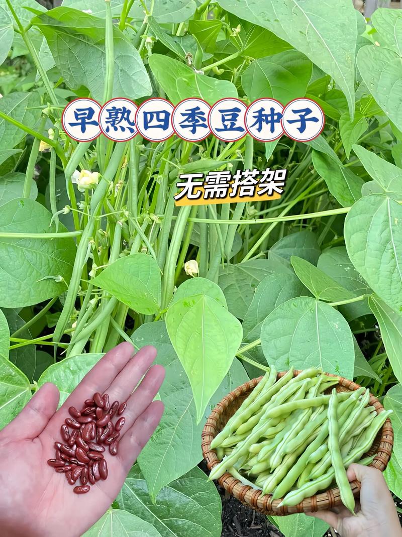 四季豆的种植方法，四季豆的种植方法和管理技术