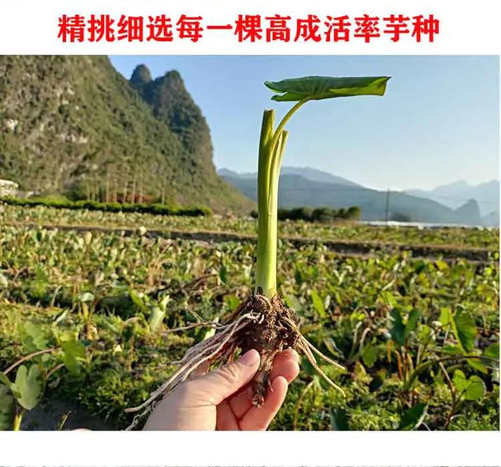 芋头怎么种植方法，芋头怎么种植方法视频