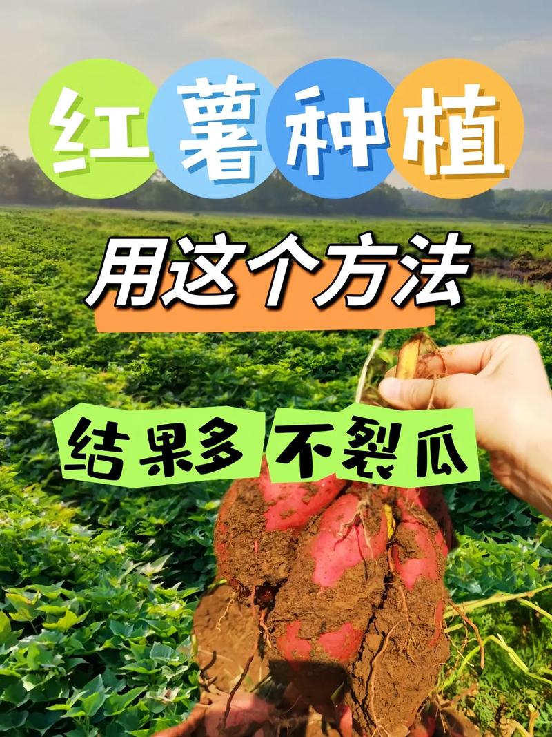 红薯种植如何加草木灰好，红薯种植如何加草木灰好呢