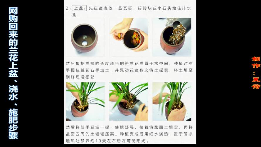 建兰种植方法，建兰种植方法步骤图解