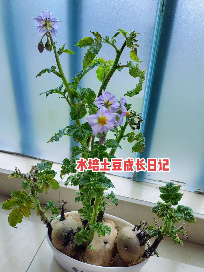 豆的种植方法，水培土豆的种植方法