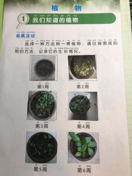 小青菜种植方法，小青菜种植方法和时间