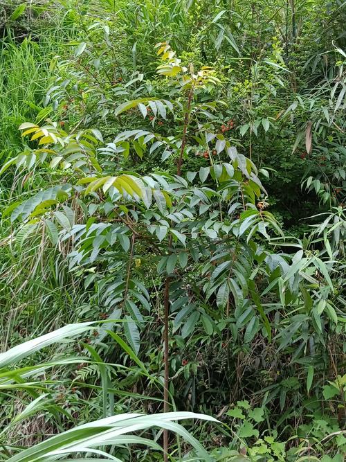 秋季种植漆树信息，种植漆树有没有前景