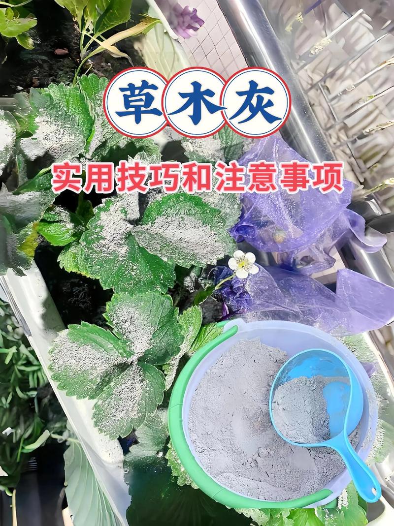 果园怎么用草木灰种植蔬菜，果园怎么用草木灰种植蔬菜呢