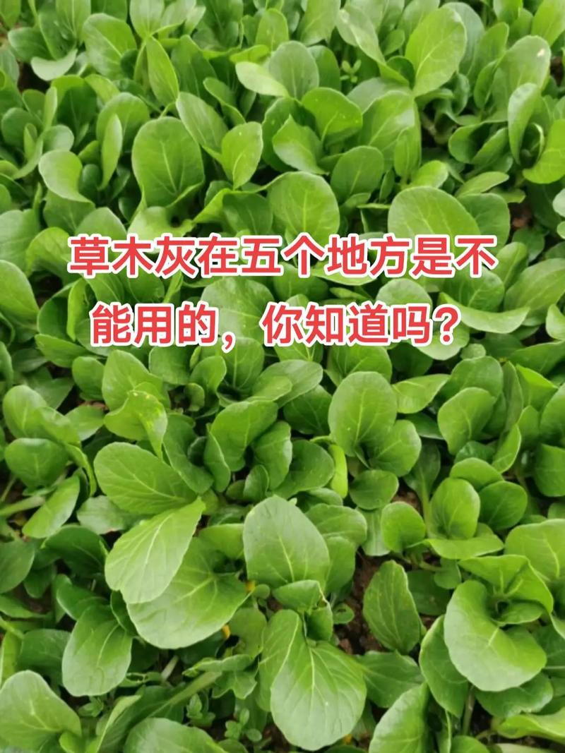 草木灰可以种植苔藓么吗，草木灰可以种植苔藓么吗视频