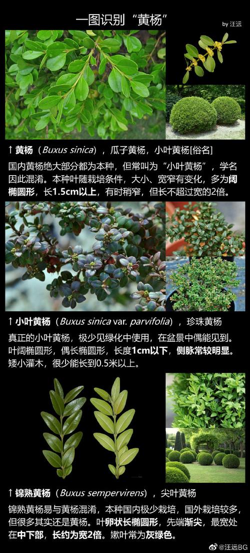 黄杨花卉知识介绍，黄杨花卉知识介绍图片