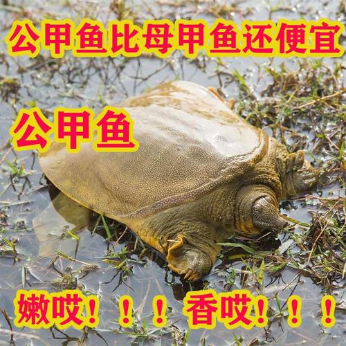 王八养殖方法，王八养殖方法大全