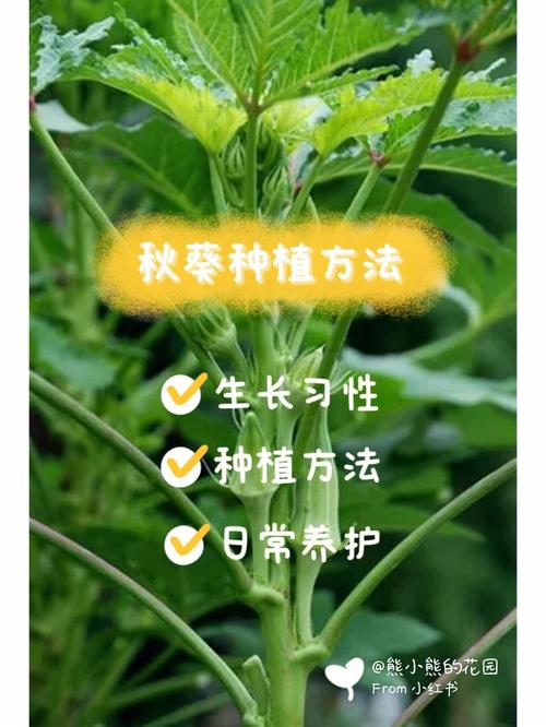 秋葵怎么种植方法，秋葵怎么种植方法视频教程