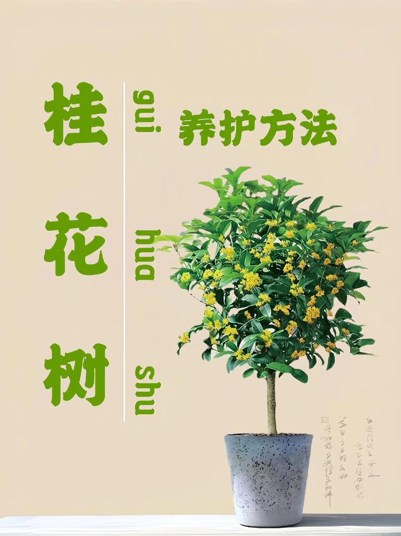 桂花怎么种植方法，桂花怎么种植方法和注意事项