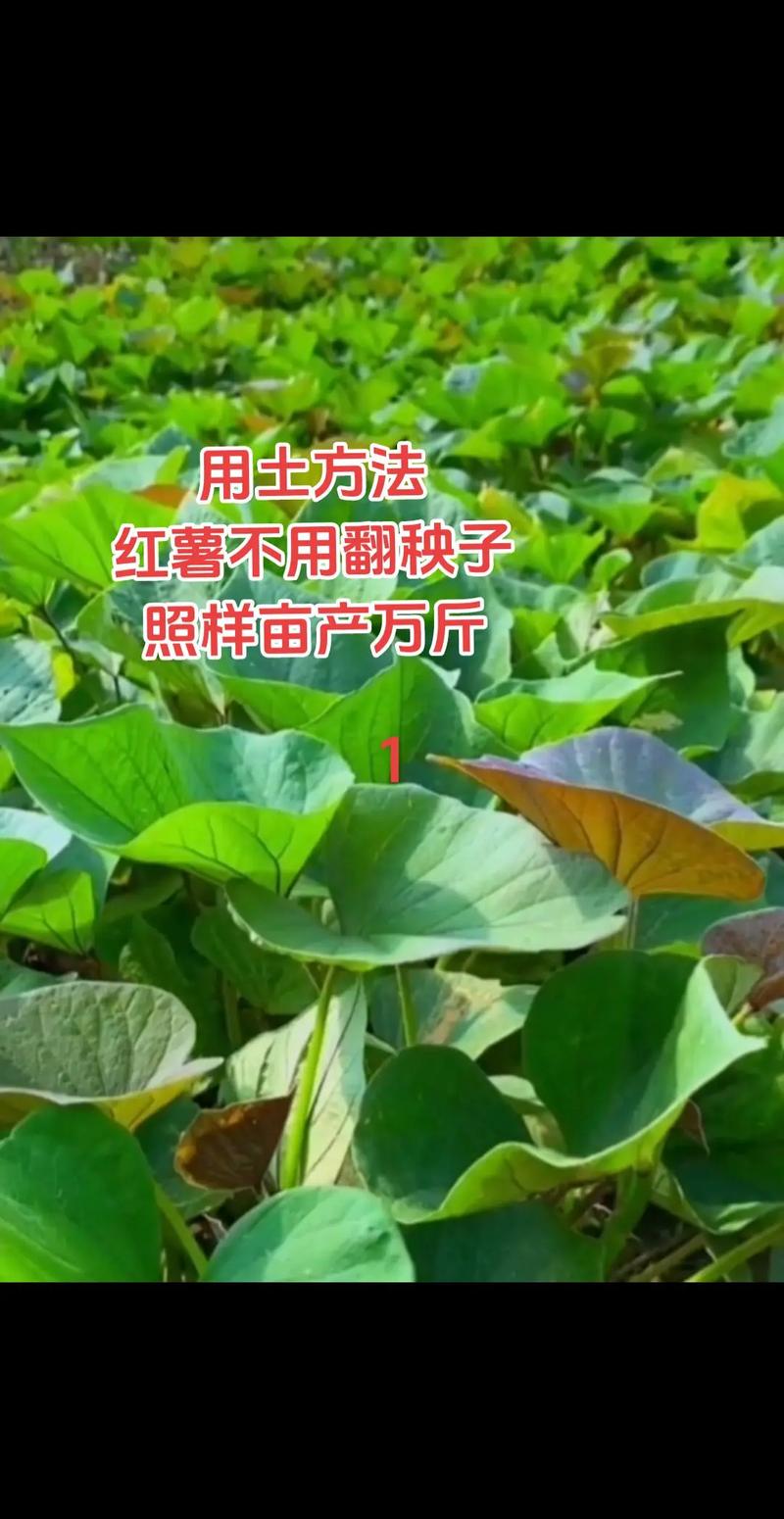 地瓜的种植方法-地瓜的种植方法?