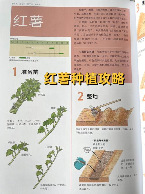 地瓜的种植方法-地瓜的种植方法?