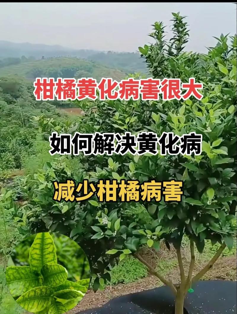 柑橘种植客户信息，柑橘种植客户信息怎么写