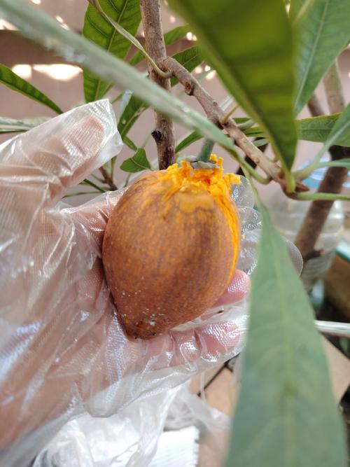 鸡蛋果种植方法，鸡蛋果种植方法和技巧