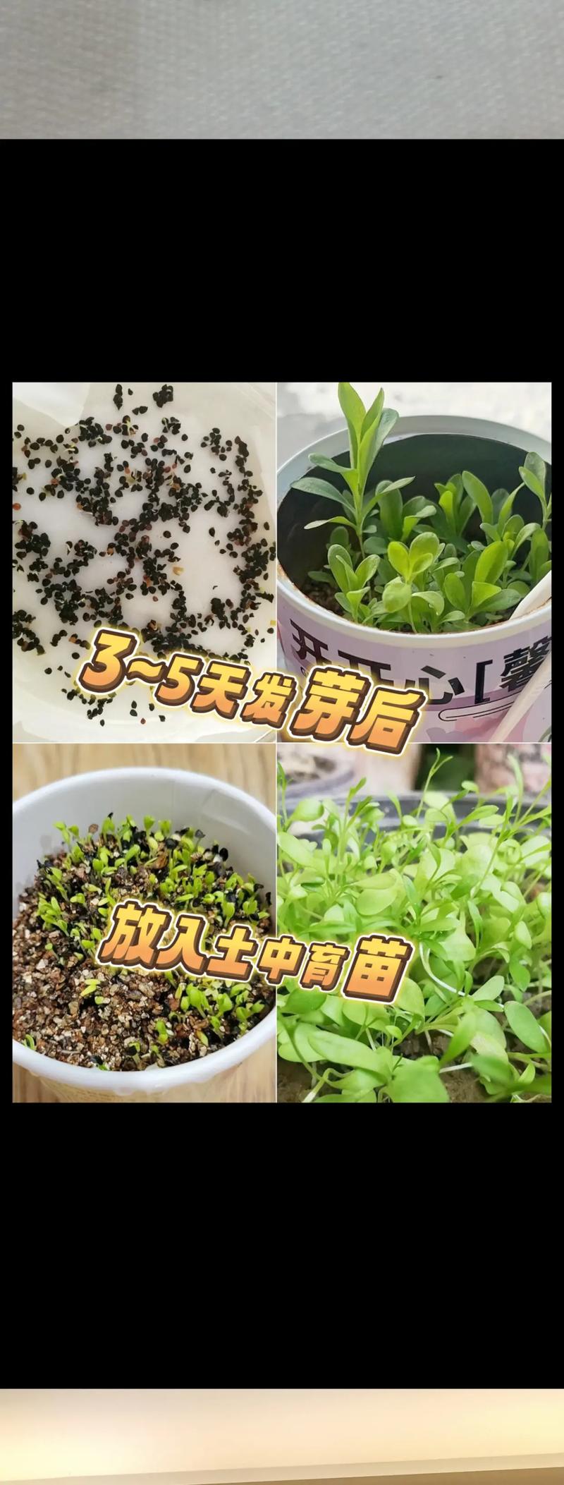 康乃馨的种植方法，康乃馨的种植方法及养护