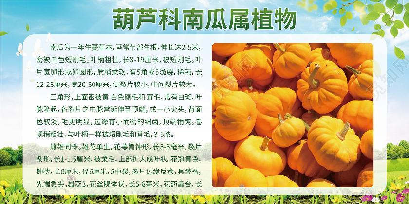 绿南瓜种植信息，绿南瓜种植信息怎么写