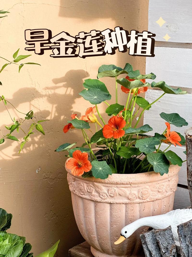 旱金莲种植方法，旱金莲种植方法和时间