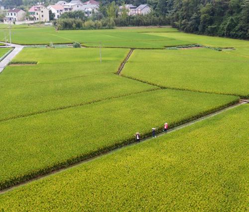 杭州农业种植信息，杭州农业种植信息网