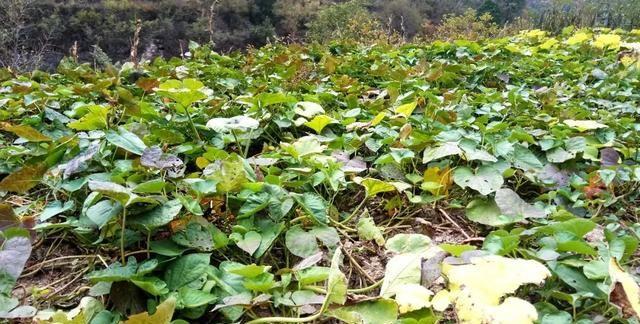 种植地瓜为什么不用草木灰，种植地瓜为什么不用草木灰呢