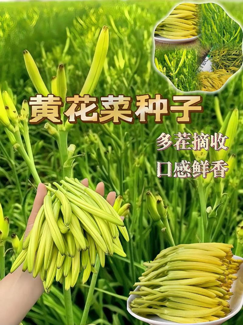 黄花菜种植方法，黄花菜种植方法视频