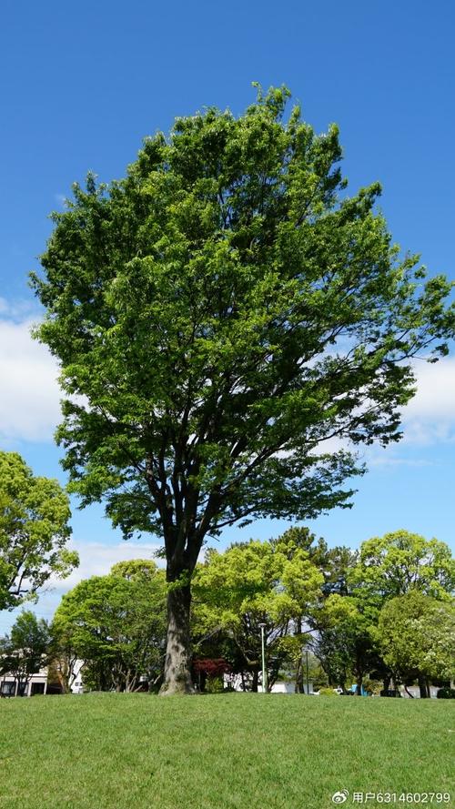 大树种植信息，大树种植信息怎么写