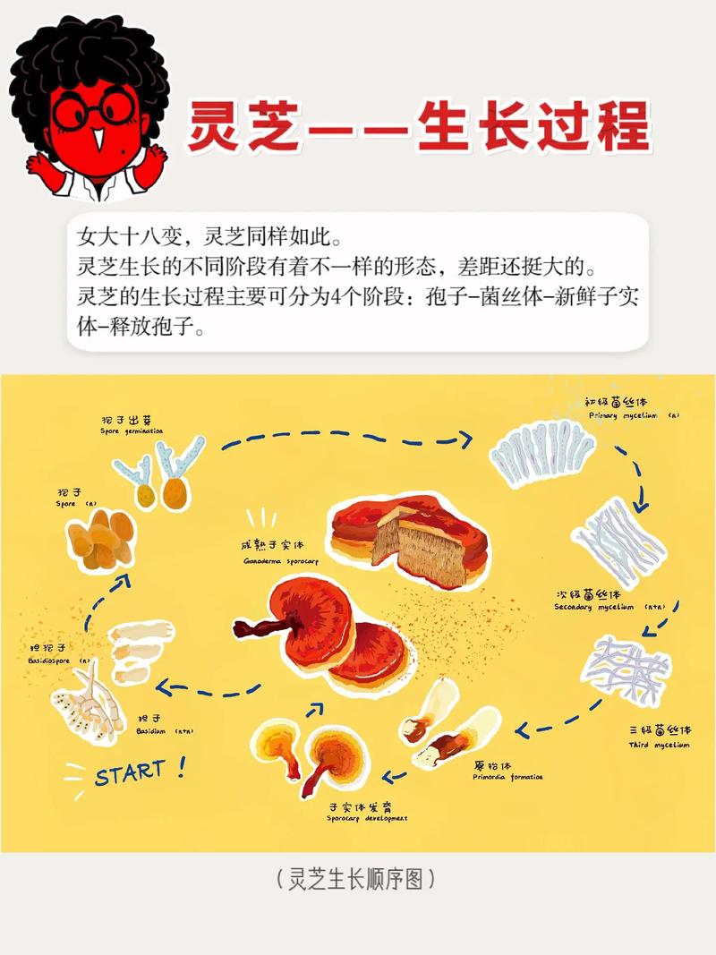 灵芝怎么种植方法，灵芝怎么种植方法视频教程