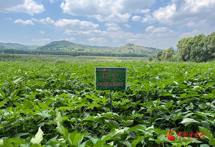 农村的种植信息，农村的种植信息有哪些