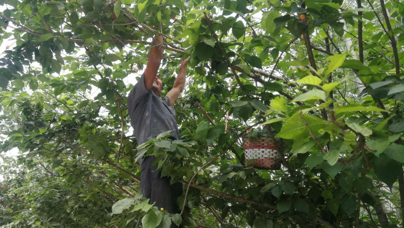 种植绿色果树信息，种植绿色果树信息怎么写