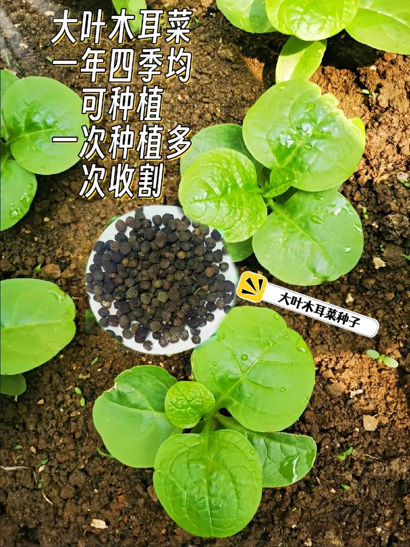 木耳菜的种植方法，大叶木耳菜的种植方法