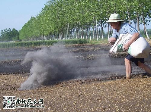 种植豆子可以放草木灰吗，种植豆子可以放草木灰吗视频