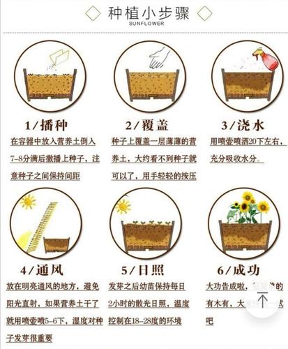 雏菊种子种植方法，雏菊种子种植方法和时间