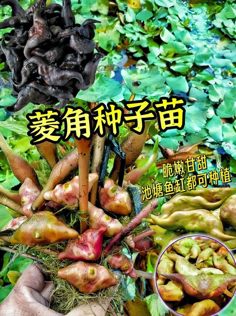 菱角的种植方法，菱角的种植方法和时间