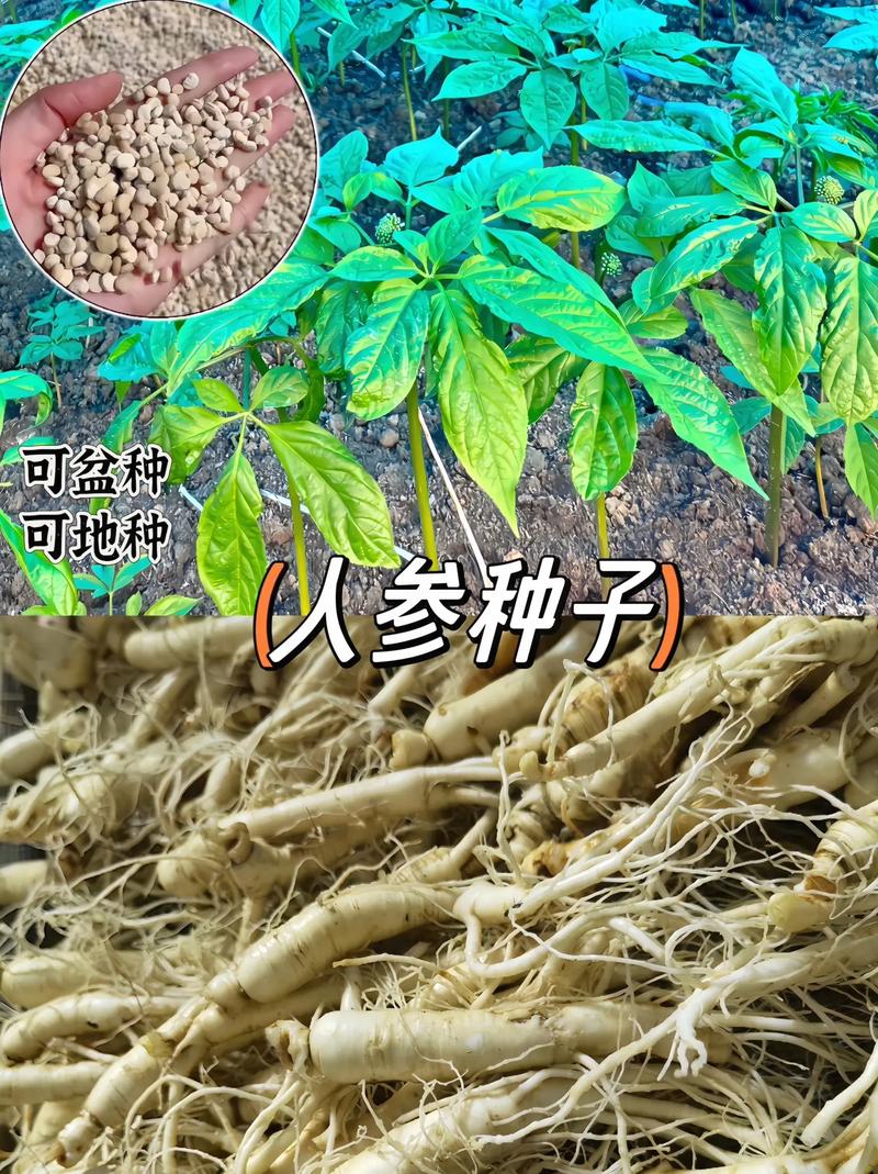 人参种植户信息，人参种植业