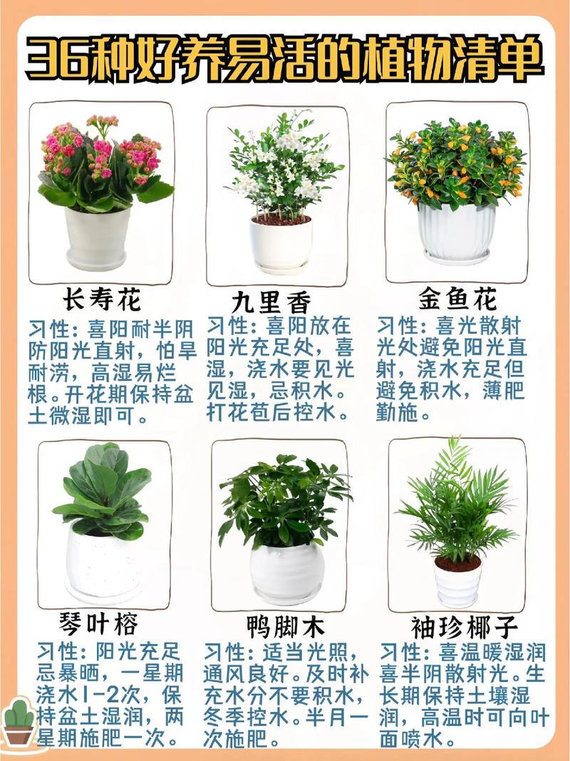 绿植花卉知识分享，绿植知识大全