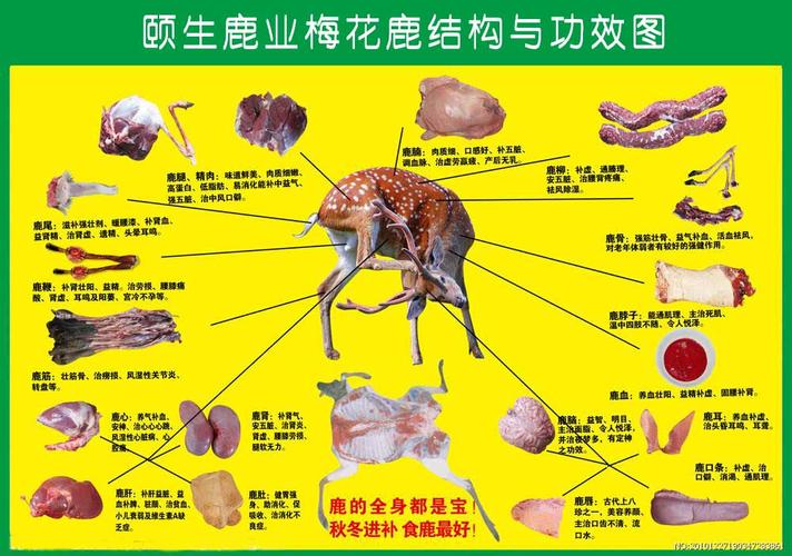 鹿养殖方法，鹿的养殖方法