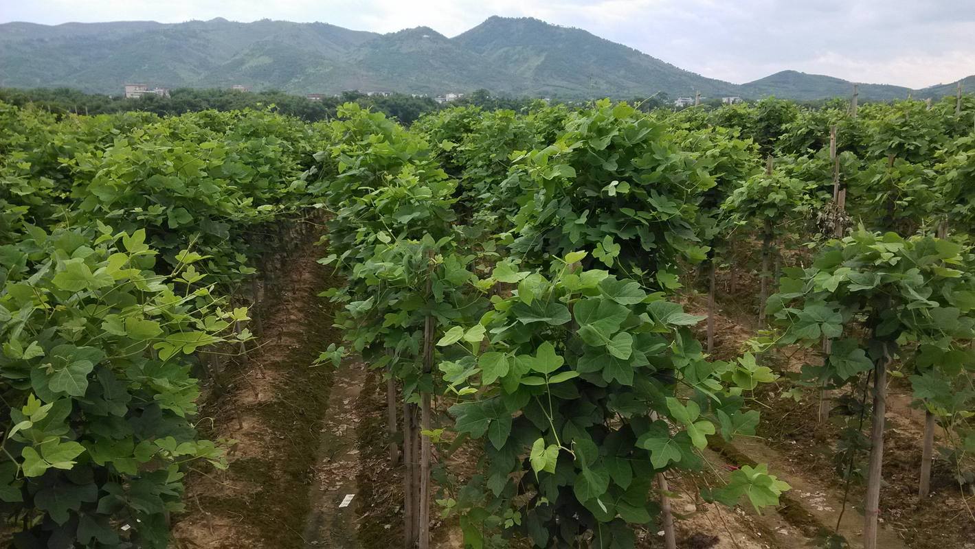 葛根的种植方法，葛根的种植方法和时间