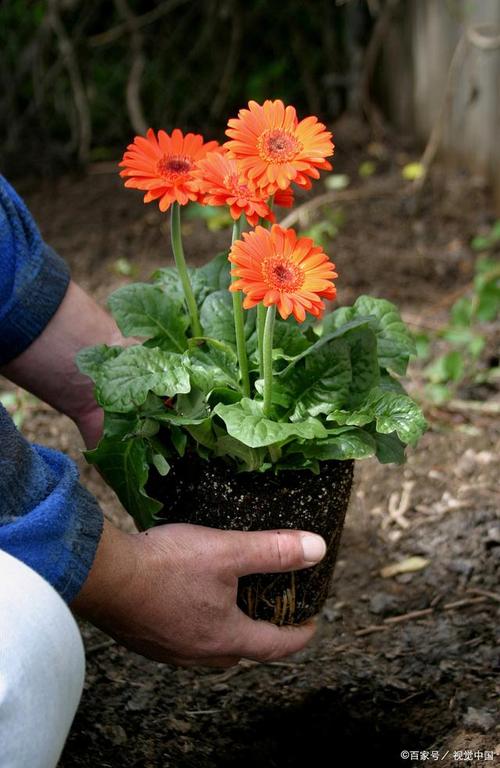 非洲菊养殖方法，非洲菊养殖方法和注意事项大全