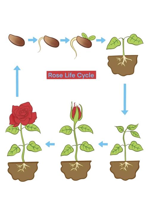 玫瑰种子的种植方法，玫瑰种子的种植方法和时间