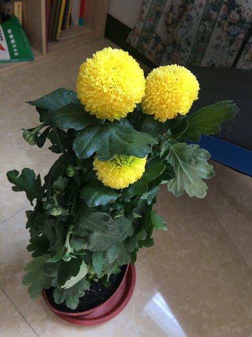 菊花可以加草木灰种植吗，菊花可以加草木灰种植吗视频