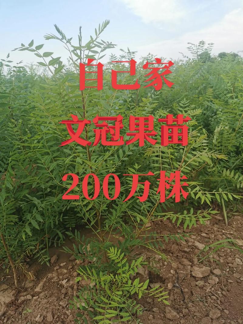 文冠果种植最新信息，文冠果种植效益怎么样