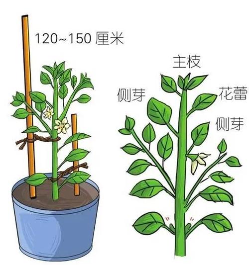 盆栽辣椒的种植方法，盆栽辣椒的种植方法和时间