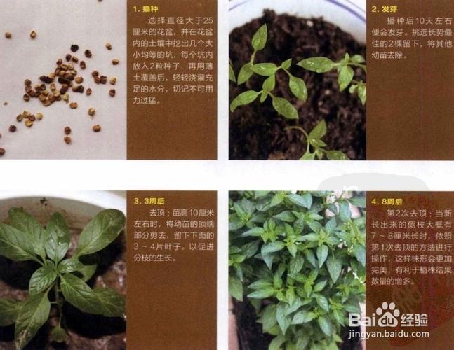 盆栽彩椒种植方法，盆栽彩椒种植方法种子