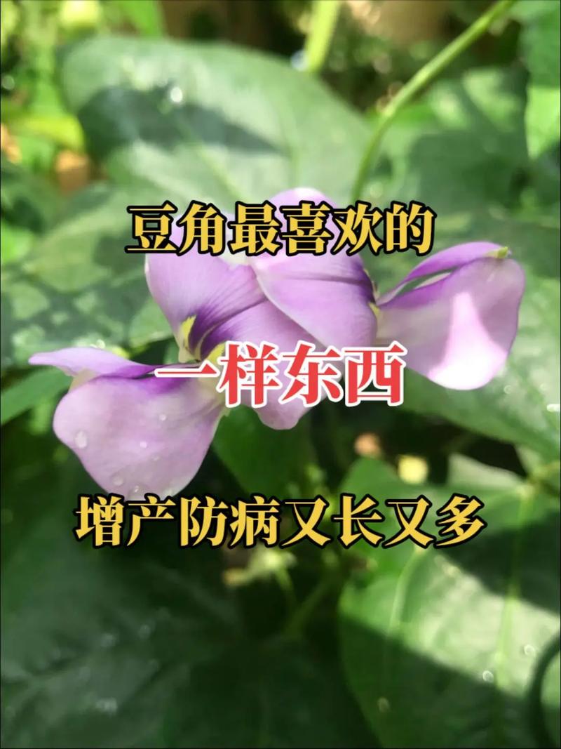 豆角的种植方法和时间，无架长豆角的种植方法和时间