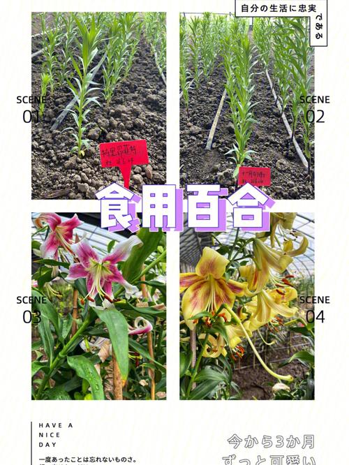 食用百合的种植方法，食用百合的种植方法和时间