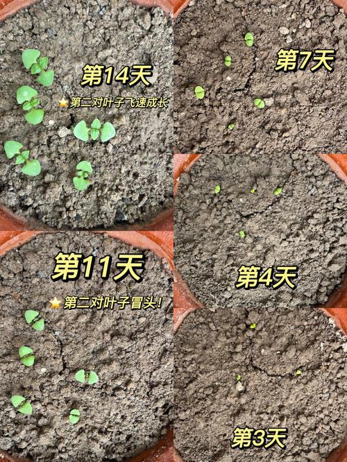 罗勒的种植方法，罗勒的种植方法和时间