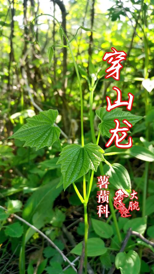 过山龙的种植方法-过山龙的种植方法有哪些