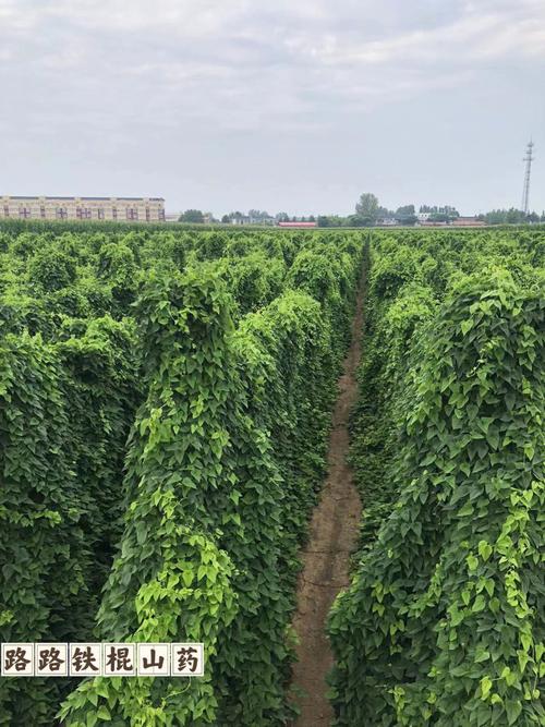 铁棍山药种植方法，铁棍山药种植方法视频