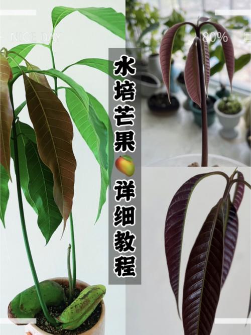 芒果盆栽种植方法，芒果盆栽种植方法教学