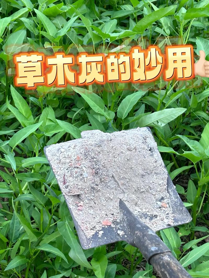 花生种植可以用草木灰吗，花生种植可以用草木灰吗视频