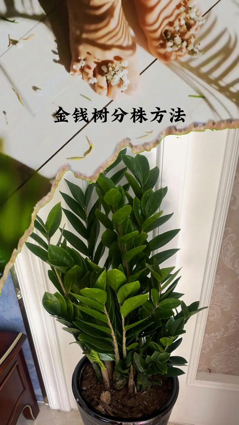 金钱树的种植方法，金钱树的种植方法及养护