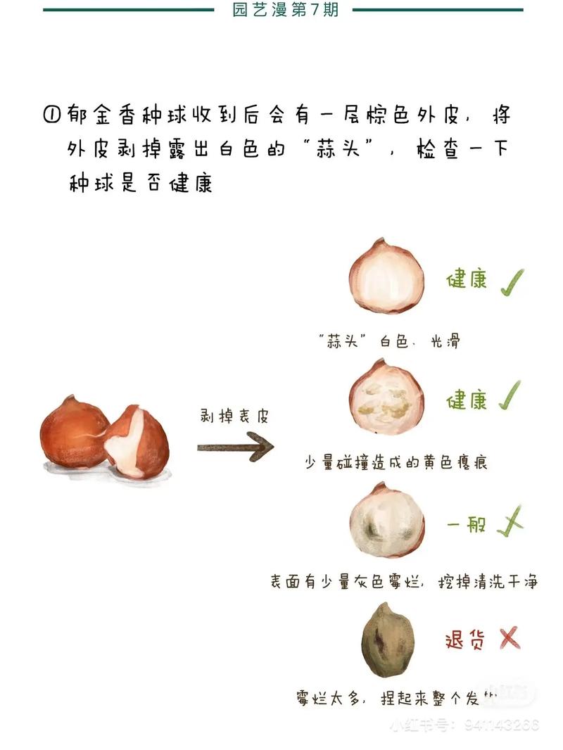 郁金香种子种植方法，郁金香种子种植方法和注意事项